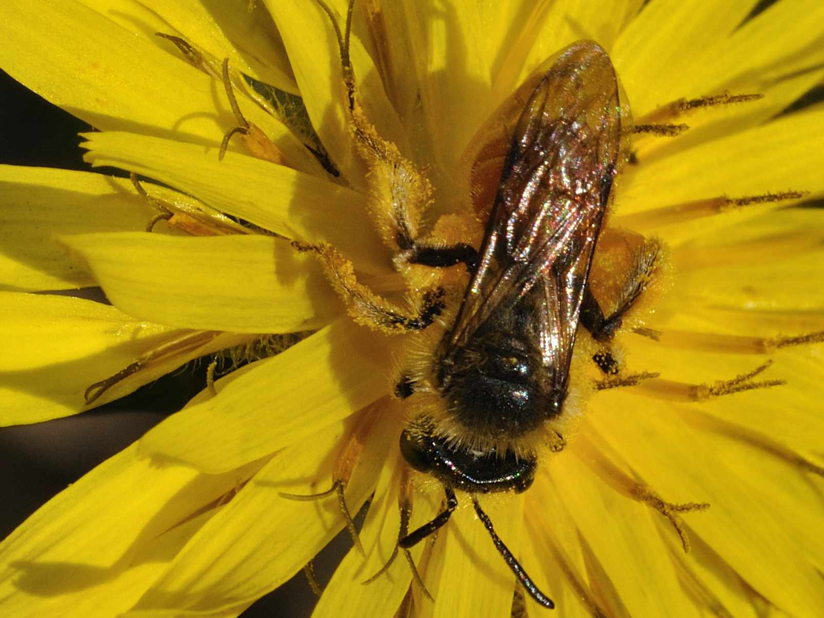 femmina di Andrena sp.